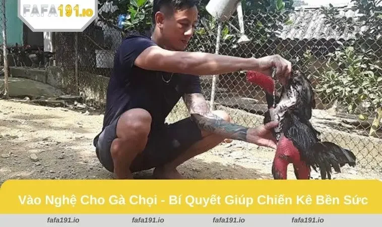 Cách vào nghệ cho gà chọi